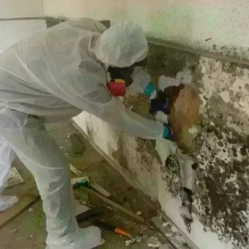 Mold Remediation and Removal in Wayne County, NC